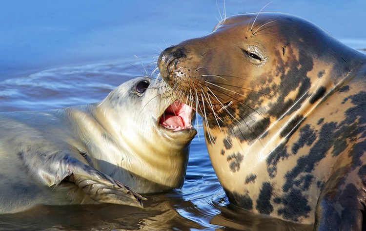 Самка морского котика