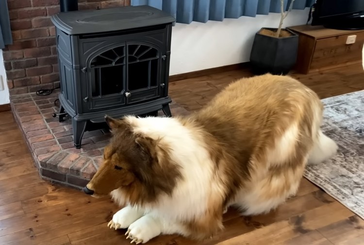 Тибетский мастиф 1000000