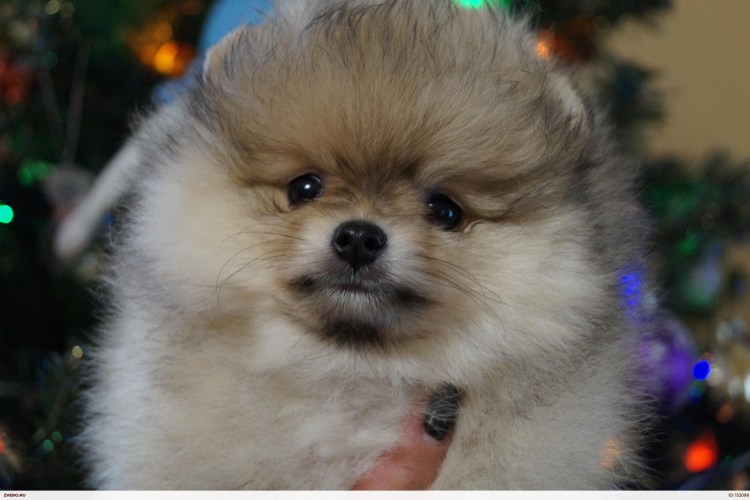 Мастиф Хонг Донг