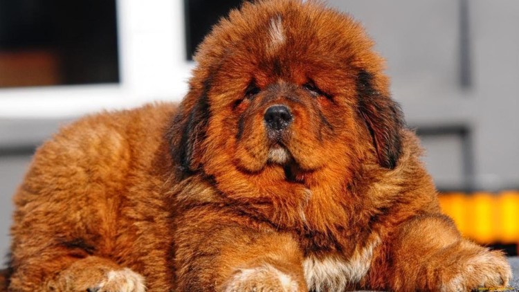 Тибетский мастиф