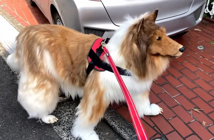 Китайский тибетский мастиф