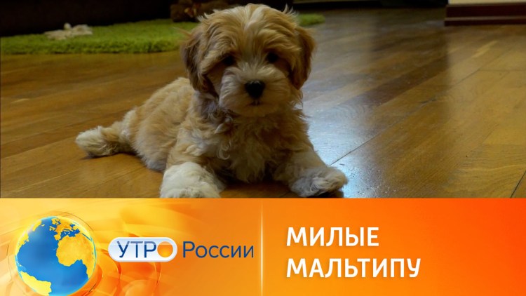 Тибетский мастиф