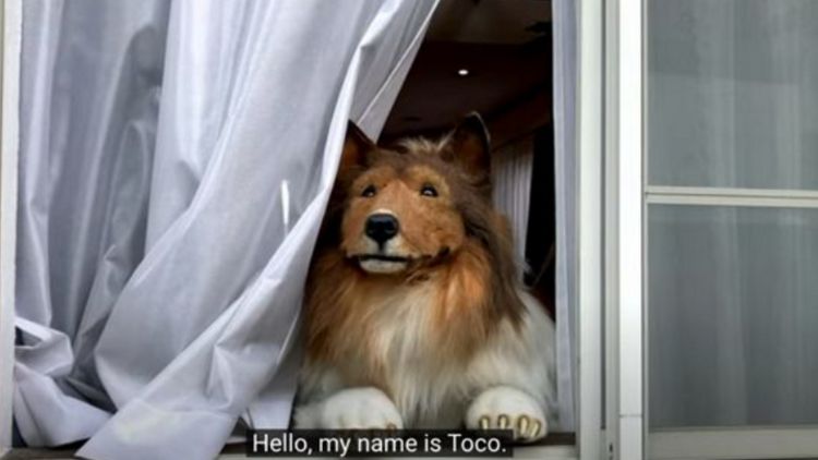 Маламут Аляскинский гигант