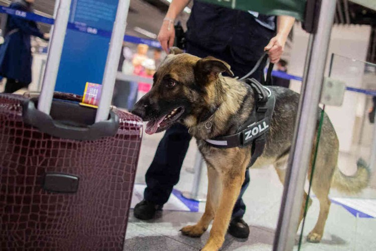 Собачьи деньги