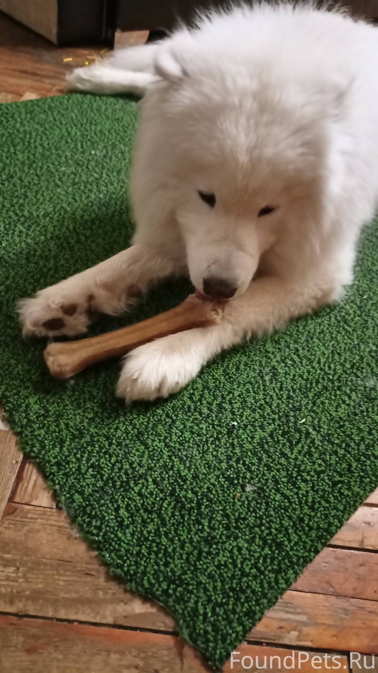 Померанский шпиц Пуппи