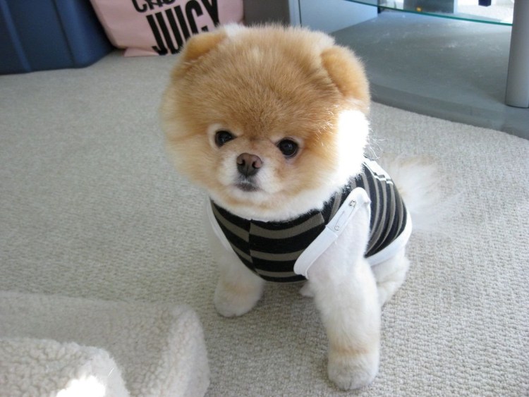 Мини шпиц мальтипу