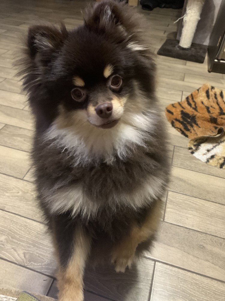 Пёс медведь