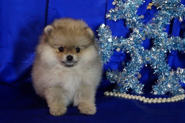 Померанский шпиц за 15.000