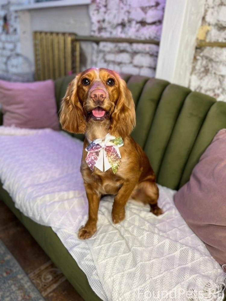 Тибетский мастиф за полмиллиона