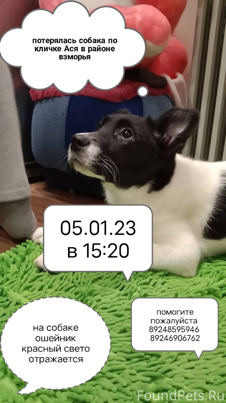 Дорогие породы собак от 80000 рублей