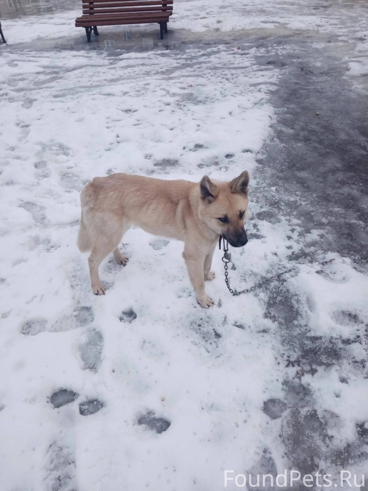 Собаки на деньгах игра