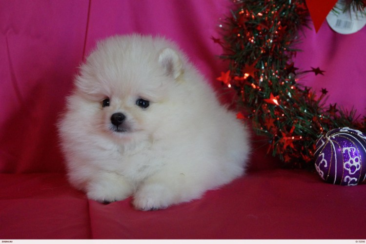 Тибетский мастиф Хонг Донг