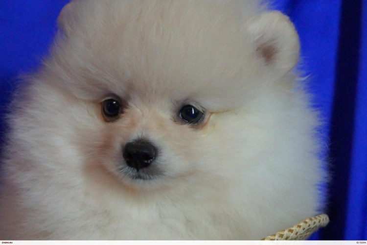 Pomeranian Boo мишка