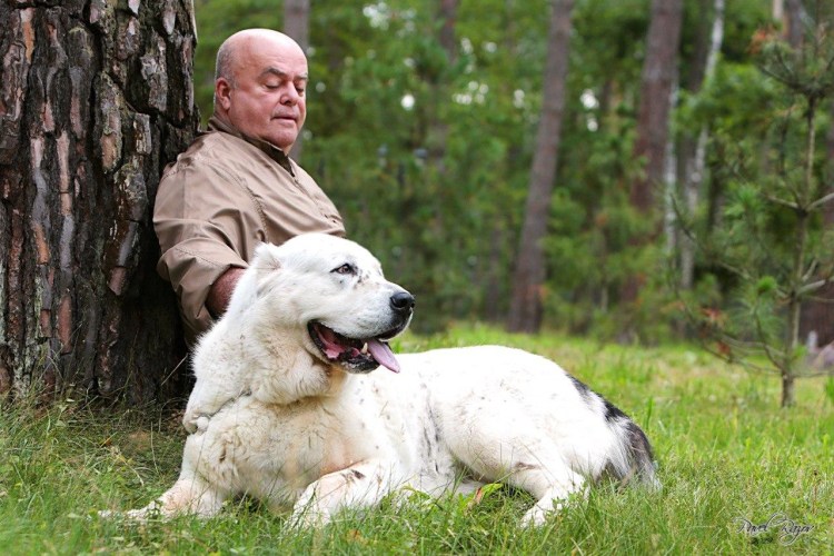 Тибетский мастиф великан