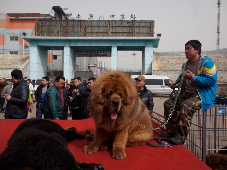 Тибетский мастиф и Сенбернар