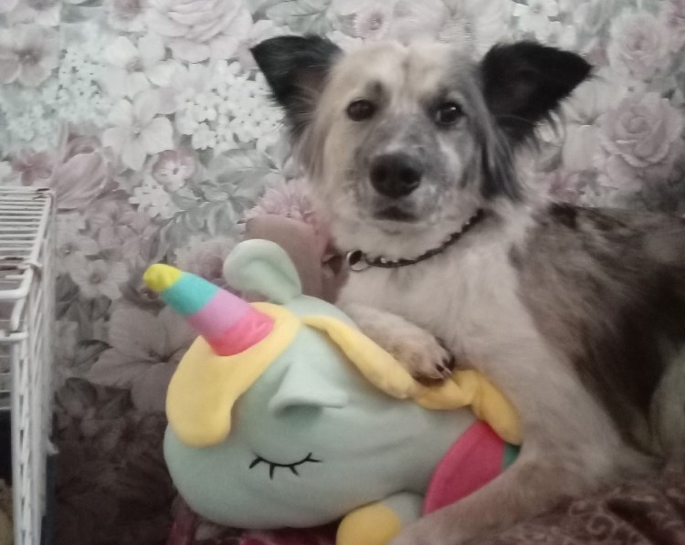 Японец колли