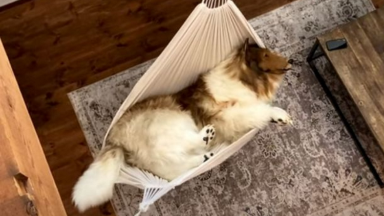 Мастиф Хонг Донг