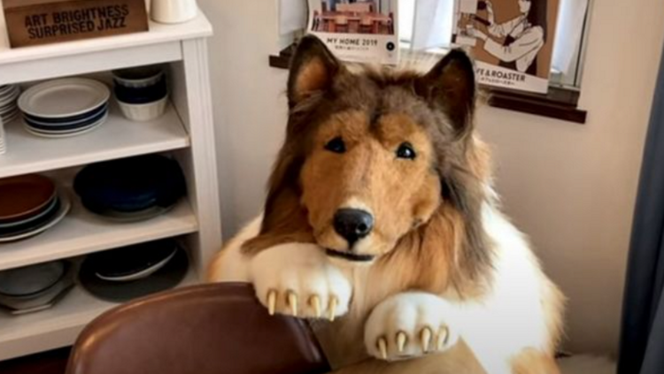 Японец в костюме колли