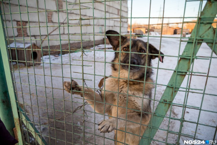 Английский булли щенок