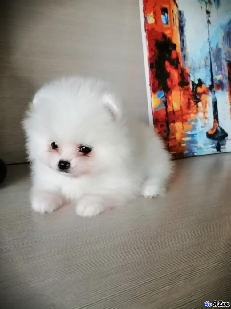 Американский питбуль Халк