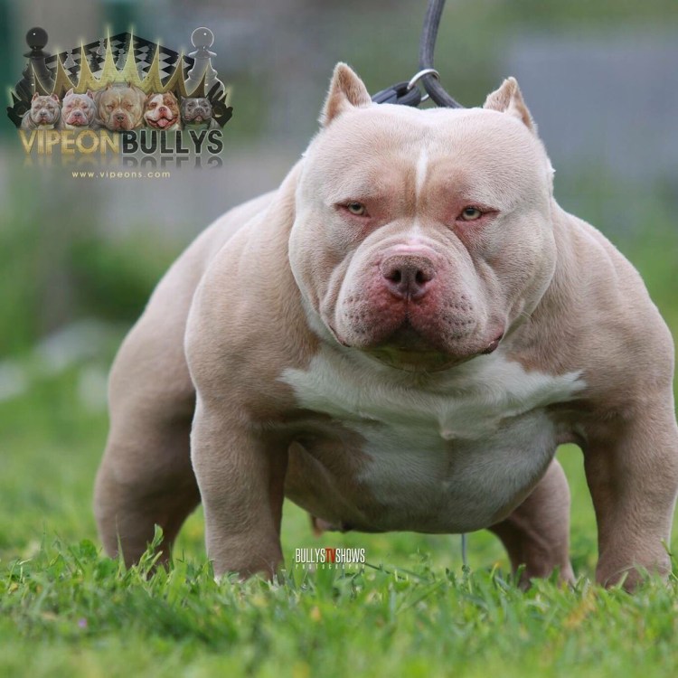 Китайский чау чау