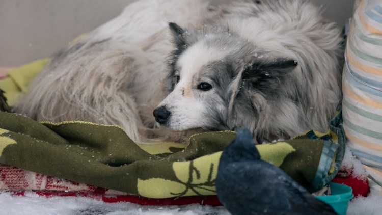 Роллс Ройс Джигана