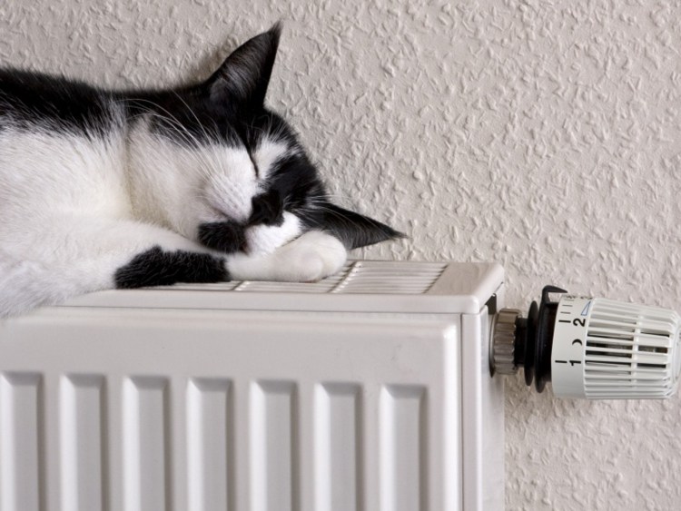 Кот на батарее