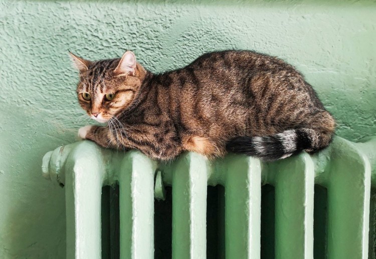 Кот на батарее
