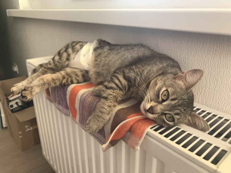 Животные на батарее