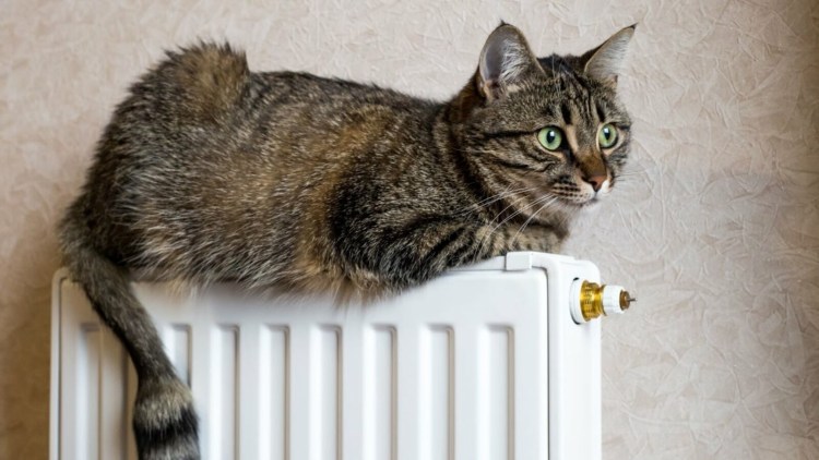 Кот на батарее