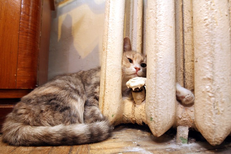 Кот на батарее