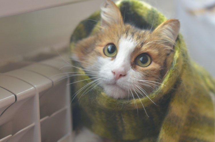 Кот на холодной батарее