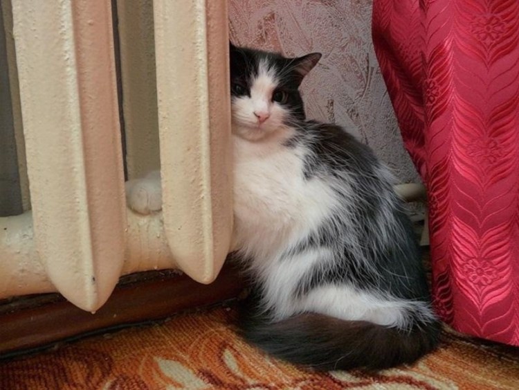 Кошка возле батареи