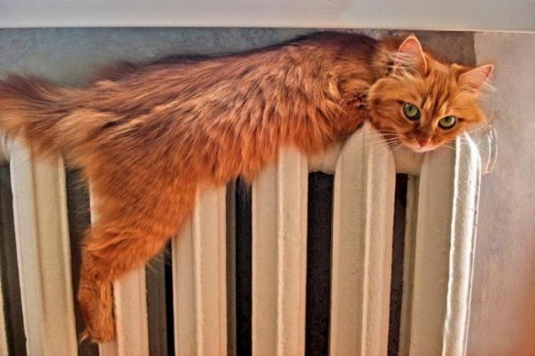 Рыжий кот на батарее