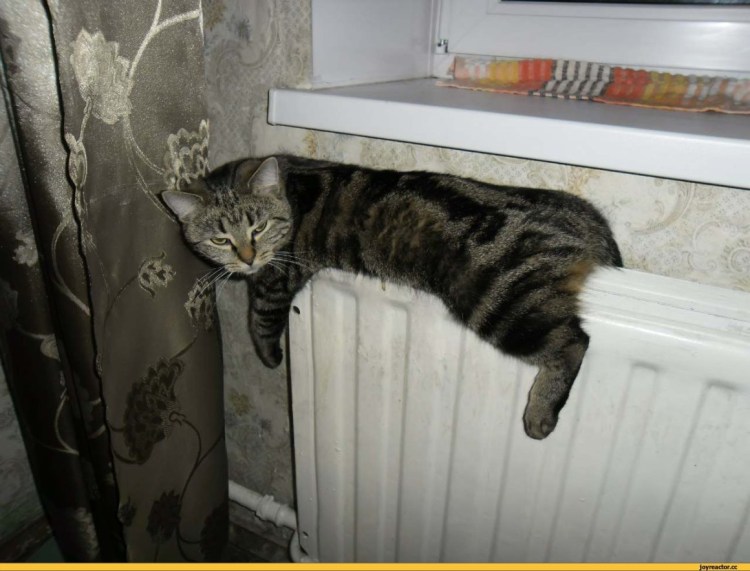 Кот на батарее