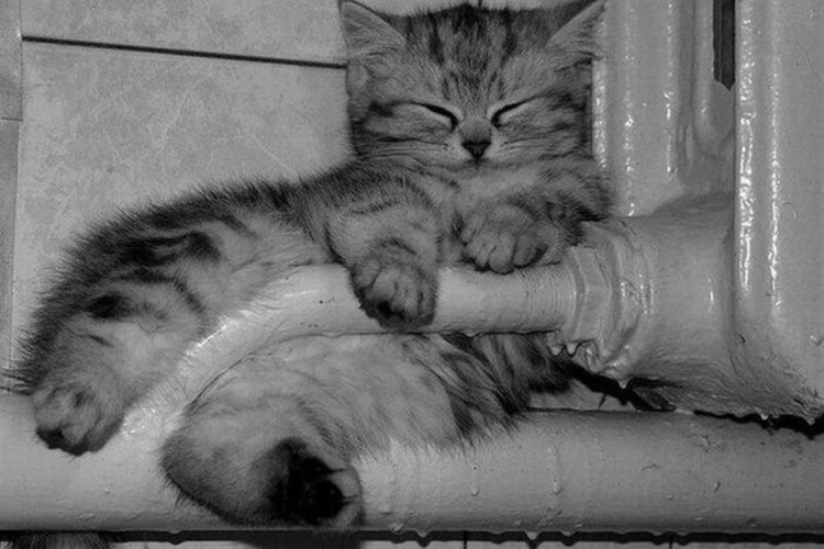 Кот греется на батарее