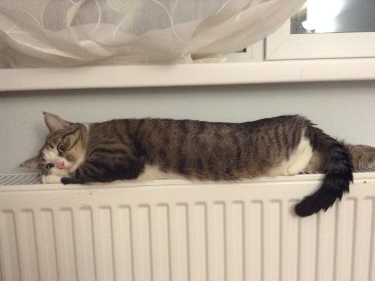 Кот спит на батарее
