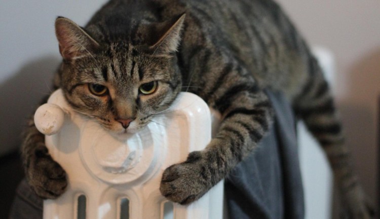 Котик греется