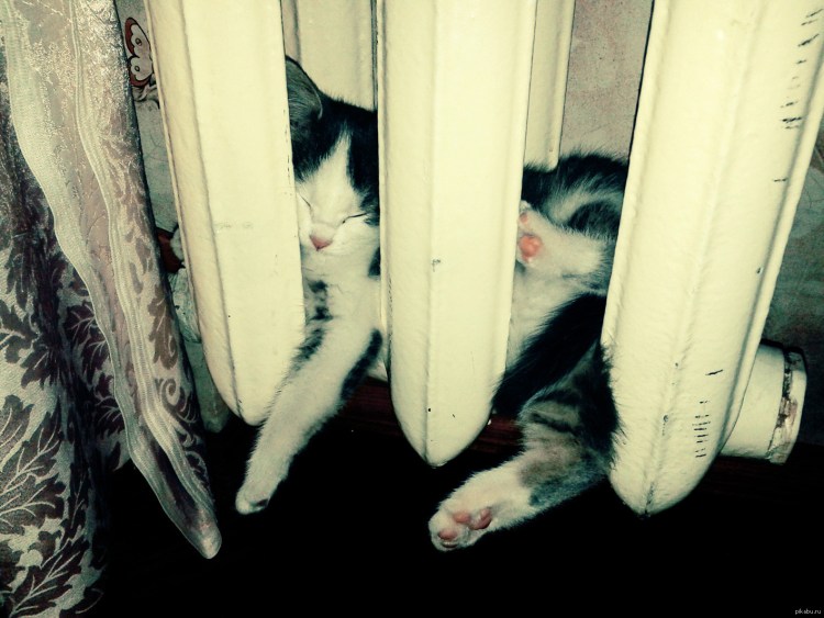 Кот около батареи