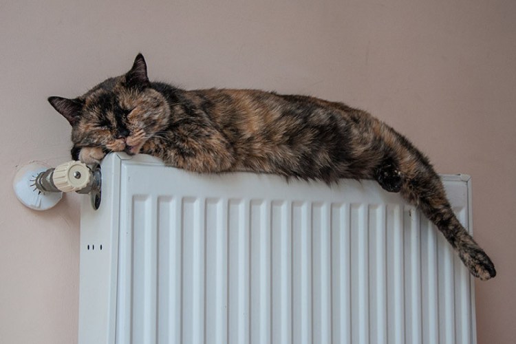 Кот на батарее отопления