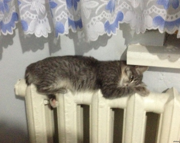 Кот спит на батарее