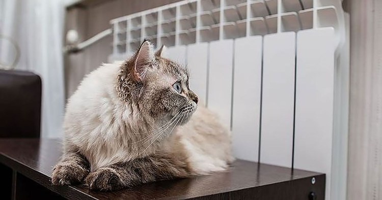 Отопление котик