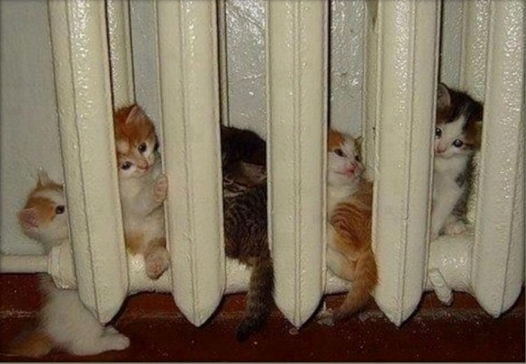 Котенок на батарее