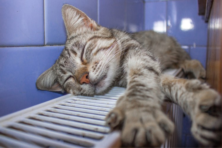 Коты на батарее