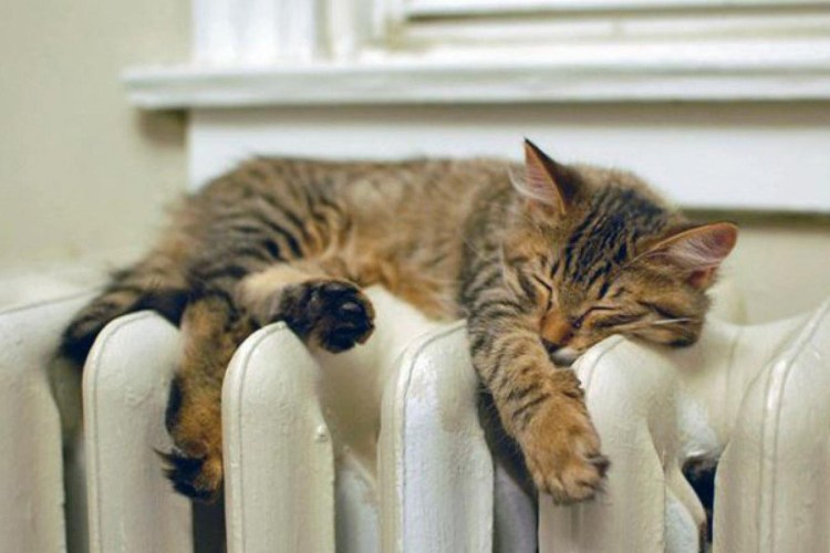 Кот на батарее