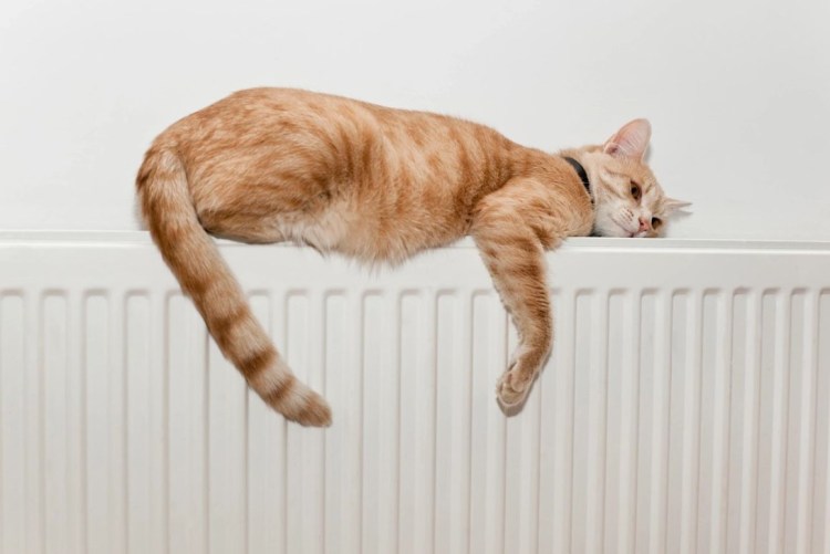 Рыжий кот на батарее