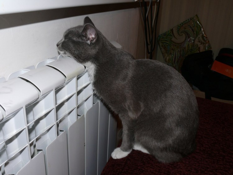 Кот спит на батарее