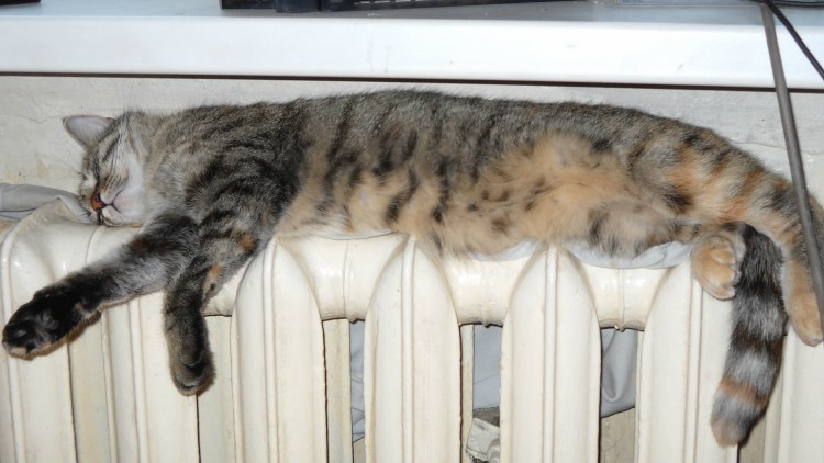 Кот на батарее