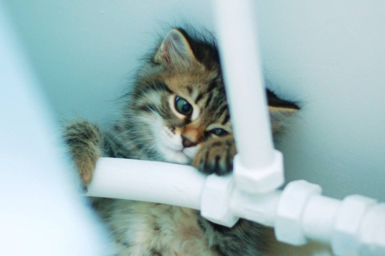 Котенок на батарее