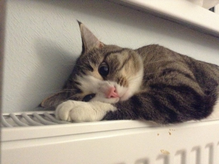 Кот греется на батарее